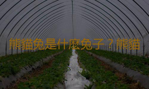 熊貓兔是什麽兔子？熊貓兔的簡介