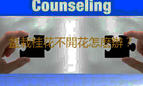 盆栽桂花不開花怎麽辦？