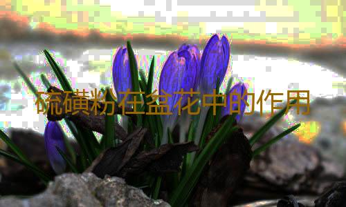 硫磺粉在盆花中的作用