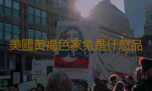 美國黃褐色家兔是什麽品種的兔子？