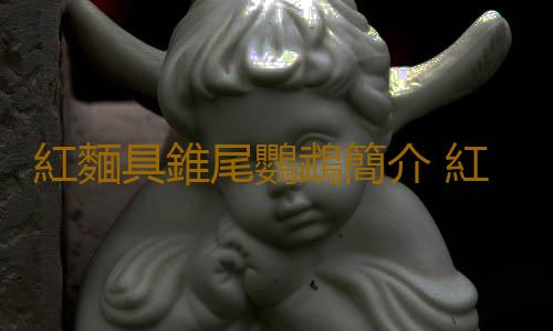 紅麵具錐尾鸚鵡簡介 紅麵具錐尾鸚鵡的生存環境