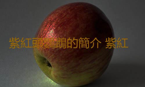 紫紅頭鸚鵡的簡介 紫紅頭鸚鵡的價格