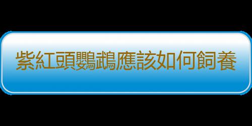 紫紅頭鸚鵡應該如何飼養？