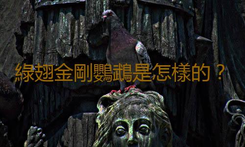 綠翅金剛鸚鵡是怎樣的？綠翅金剛鸚鵡的特征
