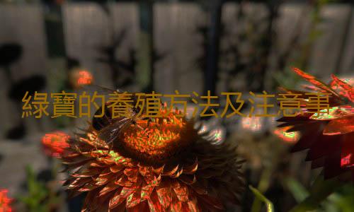 綠寶的養殖方法及注意事項