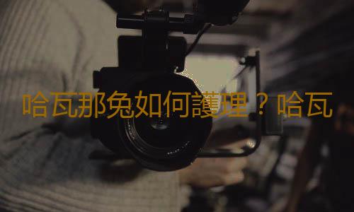哈瓦那兔如何護理？哈瓦那兔怎麽斷奶？