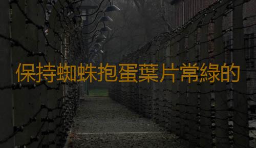保持蜘蛛抱蛋葉片常綠的竅門