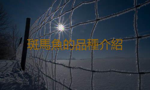 斑馬魚的品種介紹