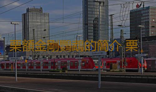 栗額金剛鸚鵡的簡介 栗額金剛鸚鵡的產地