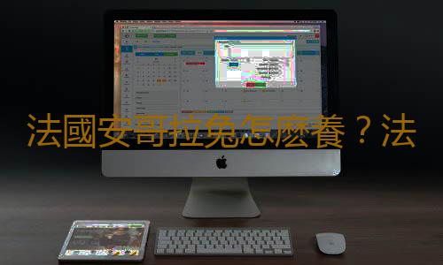 法國安哥拉兔怎麽養？法國安哥拉兔的價格