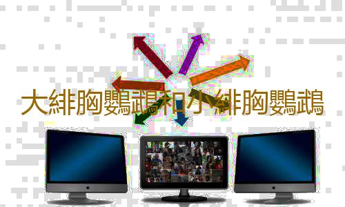 大緋胸鸚鵡和小緋胸鸚鵡有什麽區別？