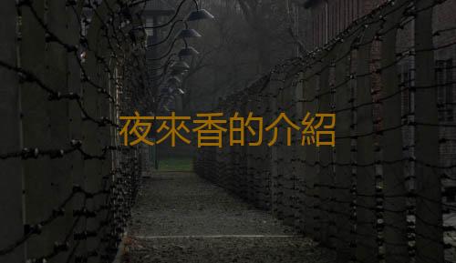 夜來香的介紹