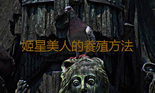 姬星美人的養殖方法