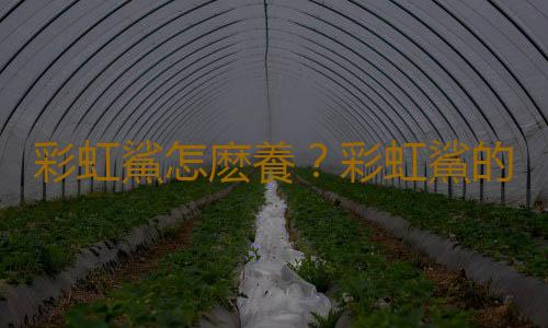 彩虹鯊怎麽養？彩虹鯊的飼養環境有什麽要求？