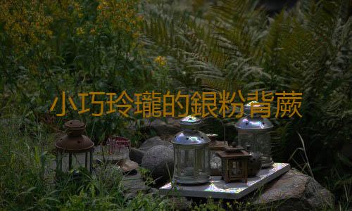小巧玲瓏的銀粉背蕨
