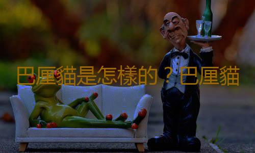 巴厘貓是怎樣的？巴厘貓的生活習性