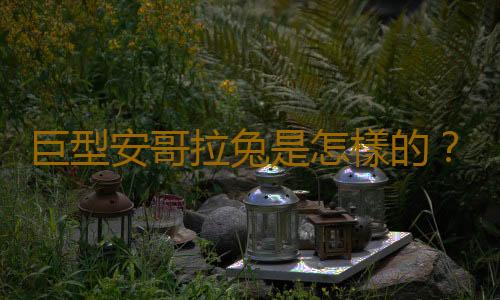 巨型安哥拉兔是怎樣的？巨型安哥拉兔的簡介