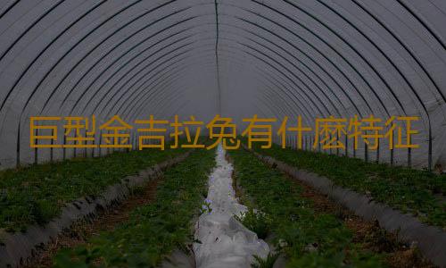 巨型金吉拉兔有什麽特征？
