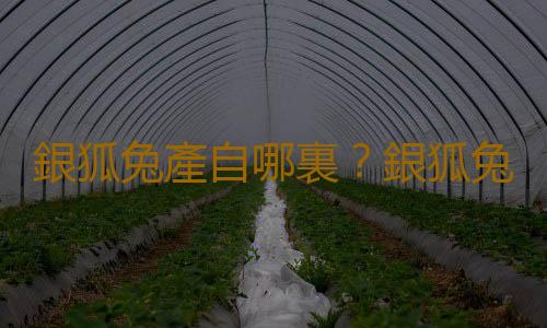 銀狐兔產自哪裏？銀狐兔的飼養方法