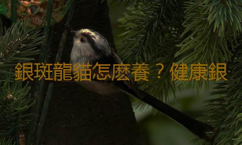 銀斑龍貓怎麽養？健康銀斑龍貓的標準