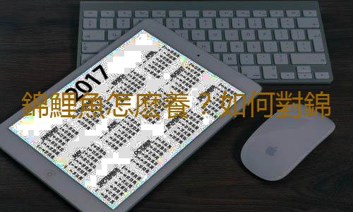 錦鯉魚怎麽養？如何對錦鯉魚進行魚病防治？