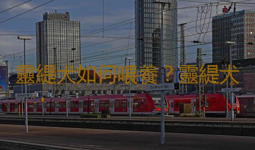 靈緹犬如何喂養？靈緹犬是什麽狗？