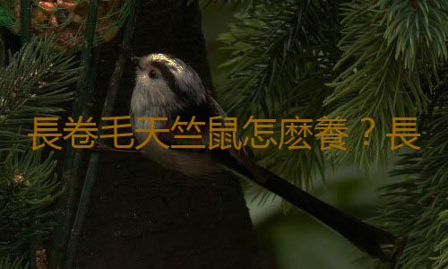 長卷毛天竺鼠怎麽養？長卷毛天竺鼠飲食要點