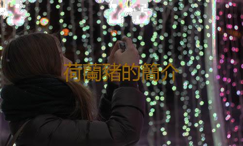 荷蘭豬的簡介