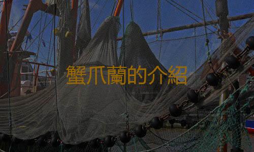 蟹爪蘭的介紹