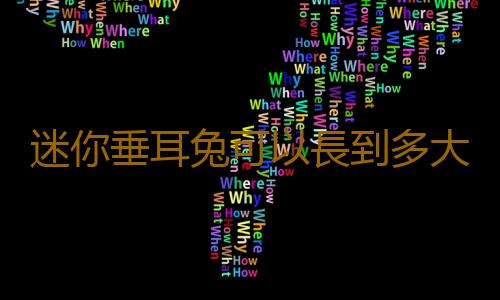 迷你垂耳兔可以長到多大？