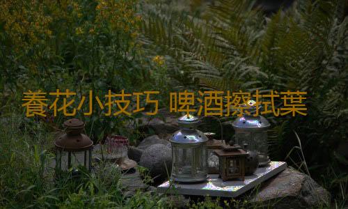 養花小技巧 啤酒擦拭葉片會更加翠綠並富有光澤