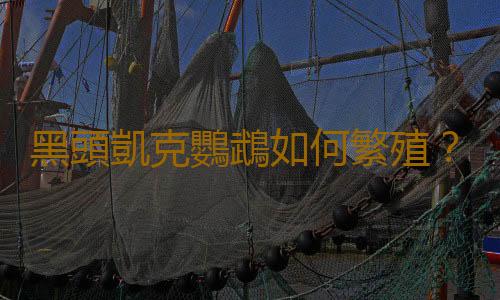 黑頭凱克鸚鵡如何繁殖？黑頭凱克鸚鵡的飼養方法